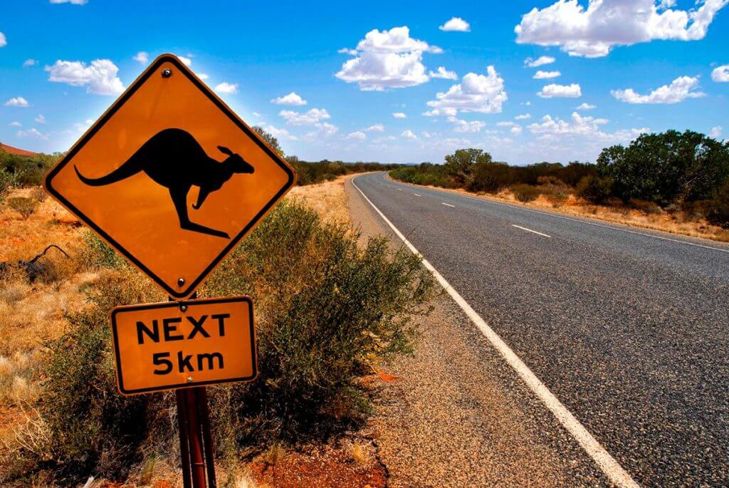 kangaroo-australie