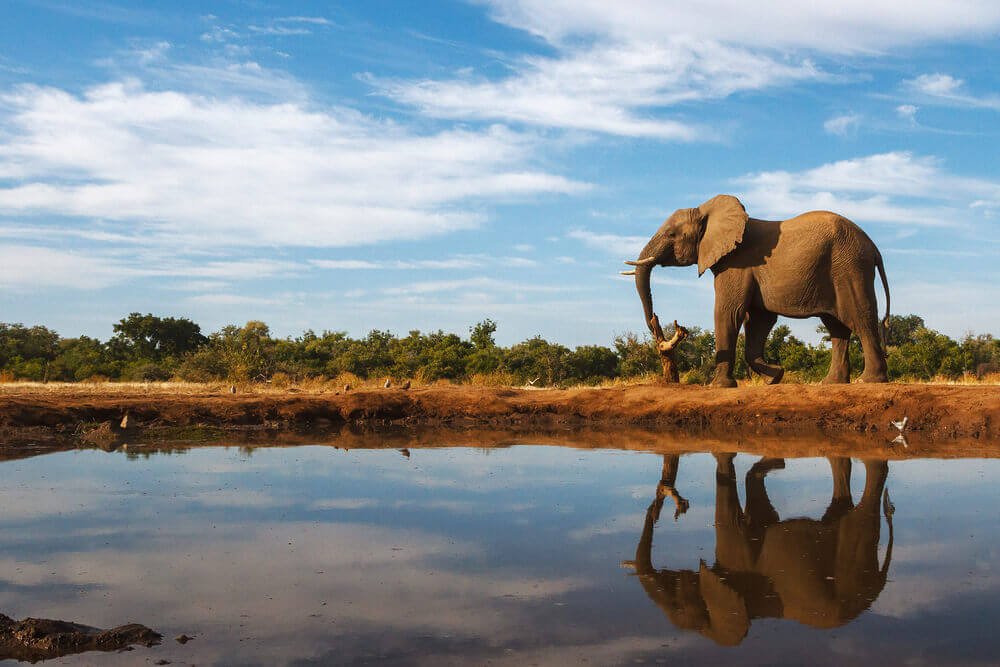 elephants-botswana