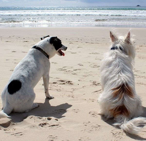 chien a la plage