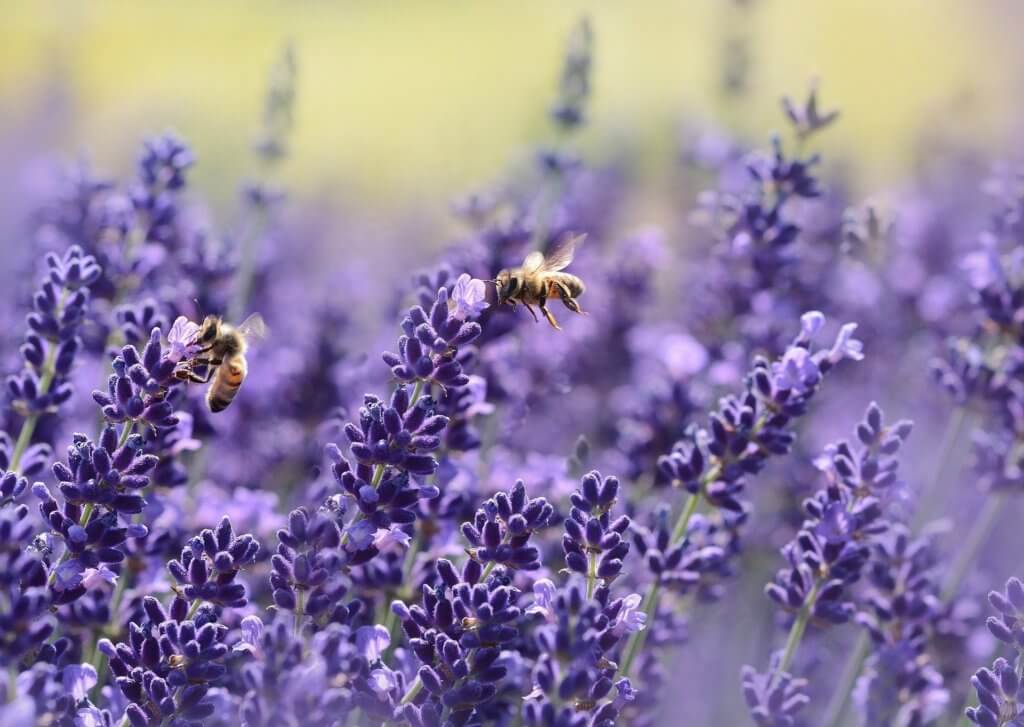 faire du parfum