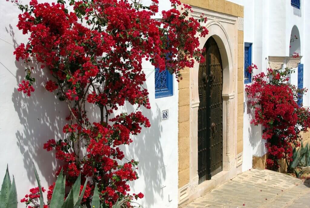 sidi bou said